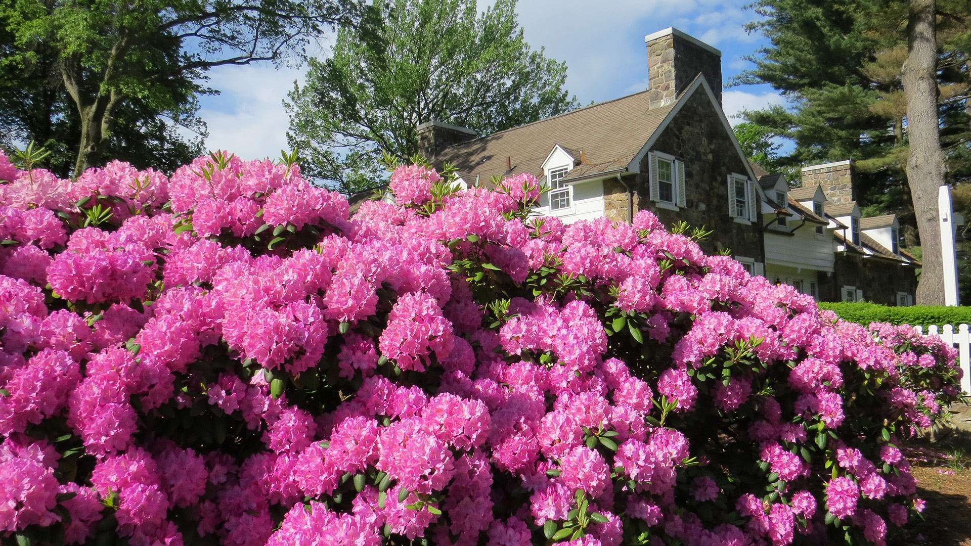 Glenhill Farmhouse Rhododendrons